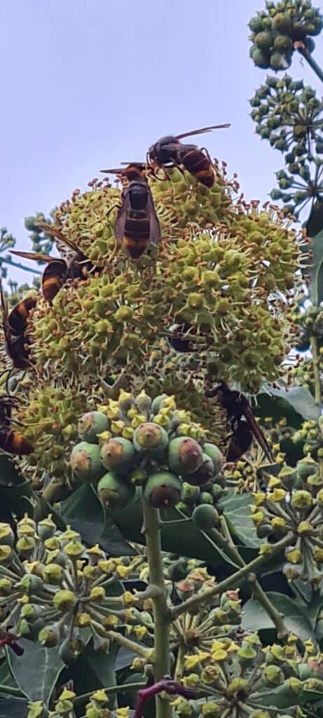 Frelons asiatiques sur des fleurs de lierre