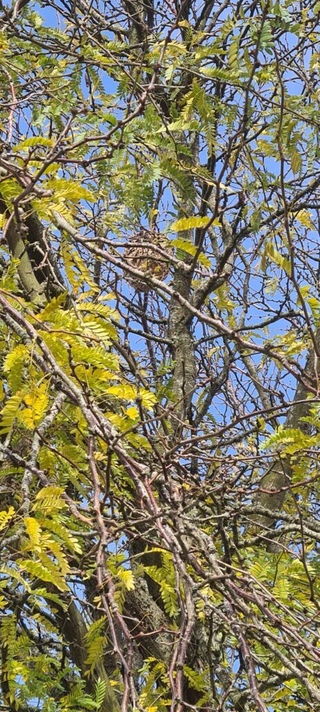 Nid de frelons asiatiques dissimulé dans les branches d’un arbre