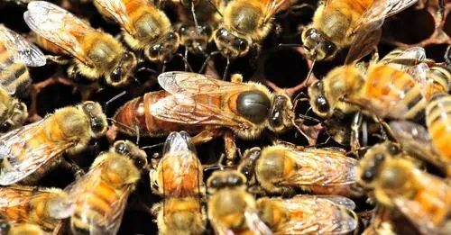 Reine abeille entourée d’ouvrières sur un rayon